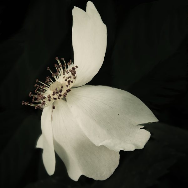 13. fot..Julia Chrapiec Kwiat