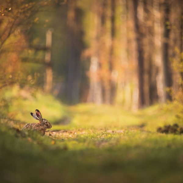 fot.Dawid Pawlar FOTON (3)